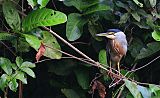 Striated Heronborder=